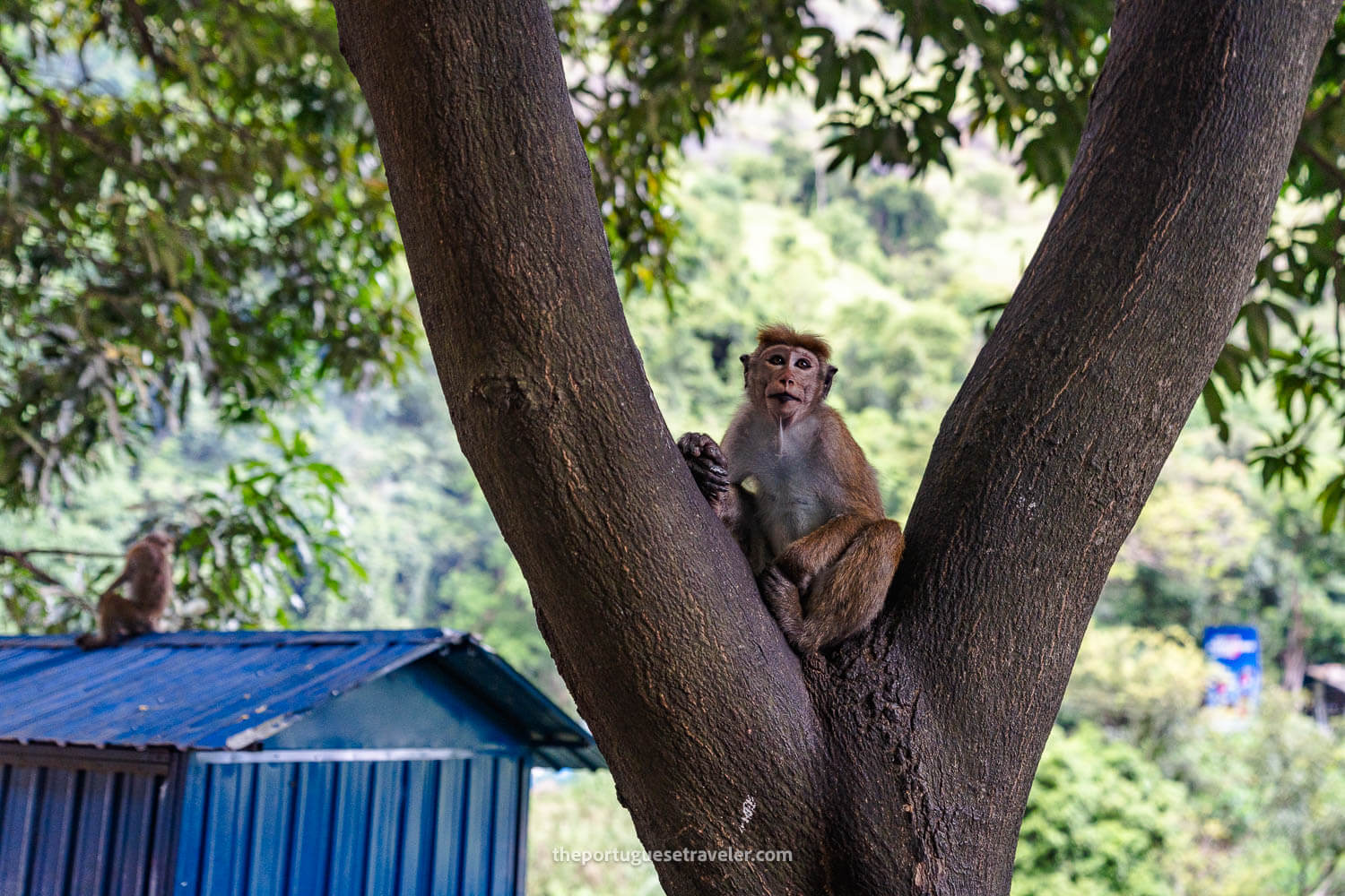 A monkey posing for the photo at the Ravana Falls