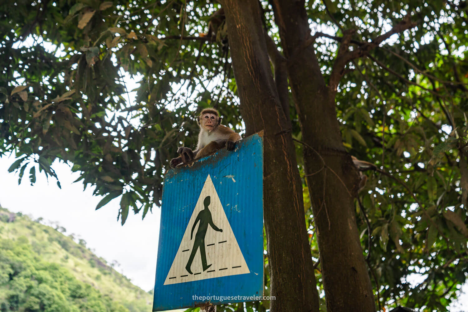 A cute monkey checking which tourist to target at the Ravana Falls