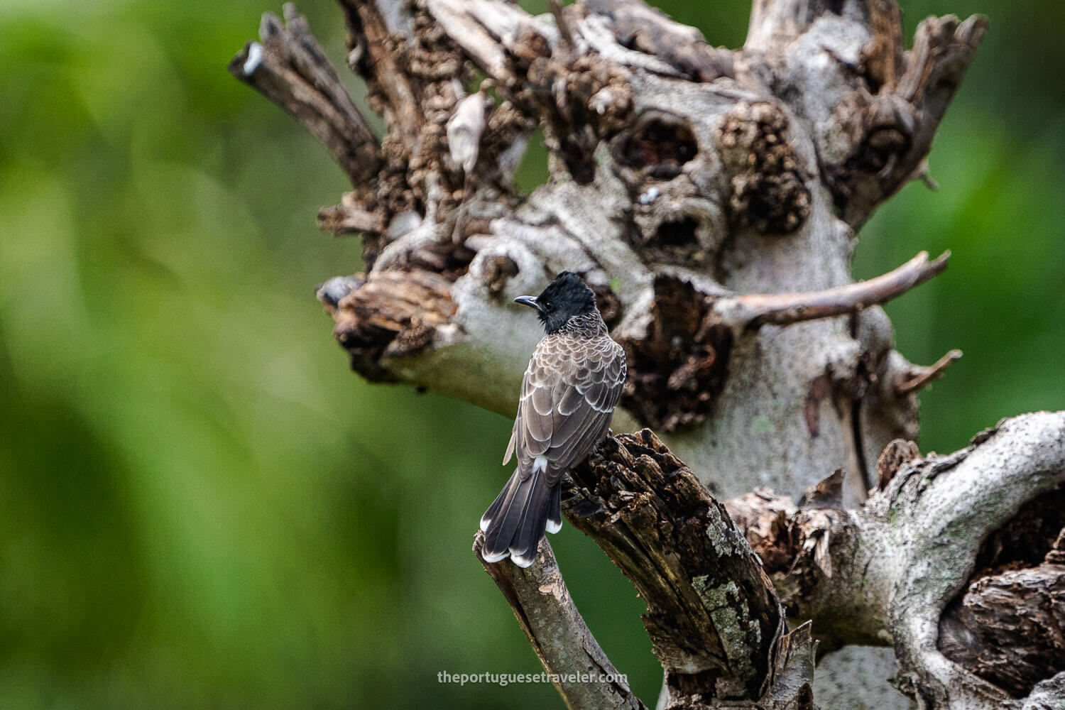 A Red Vented Bulbul