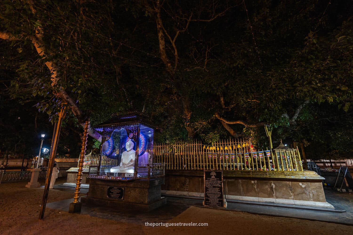 A Bodhi Tree in the Kataragama City