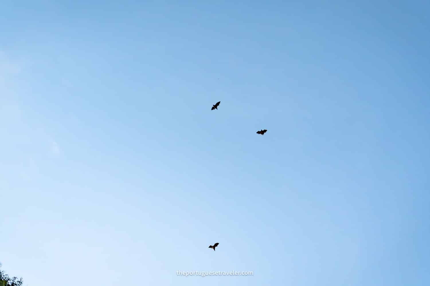 Giant Bats at Kitaragama