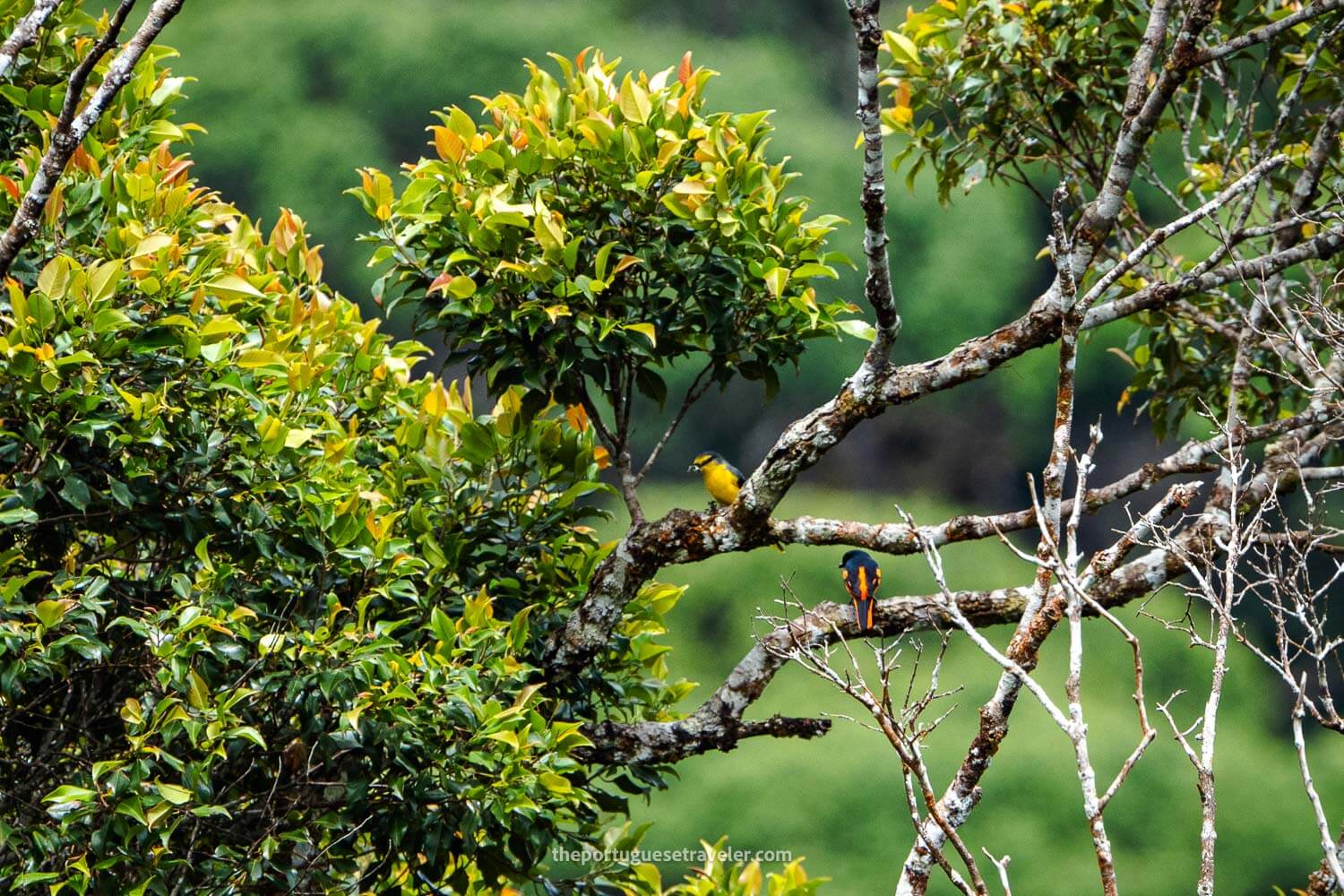 A Yellow Euphonia and an Orange Minivet