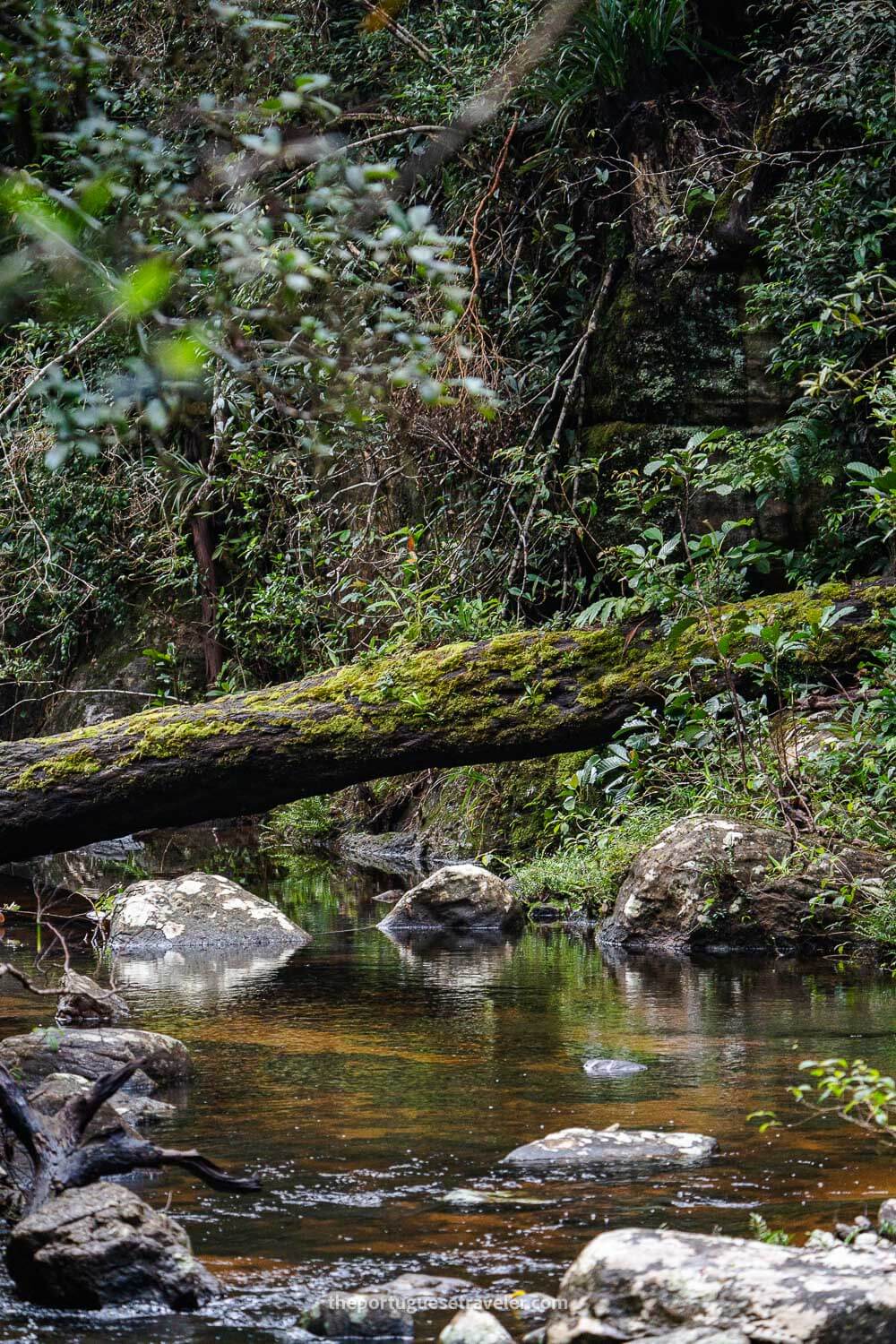 The Sinharaja Forest Reserve