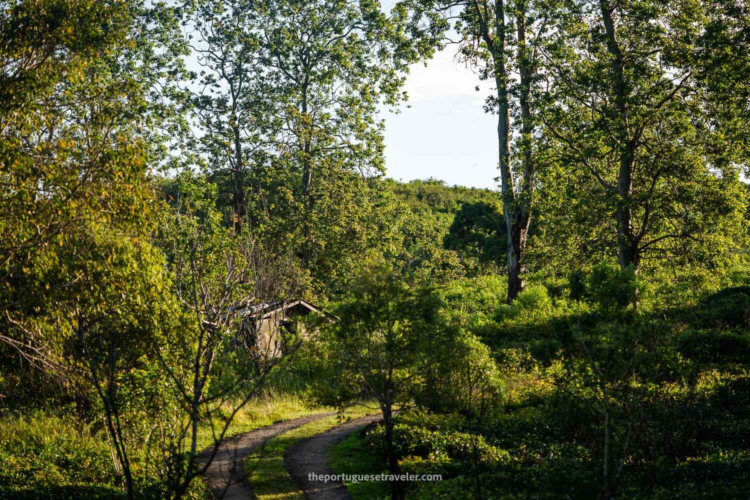 The Reserve at dawn, at the Sinharaja Forest Reserve