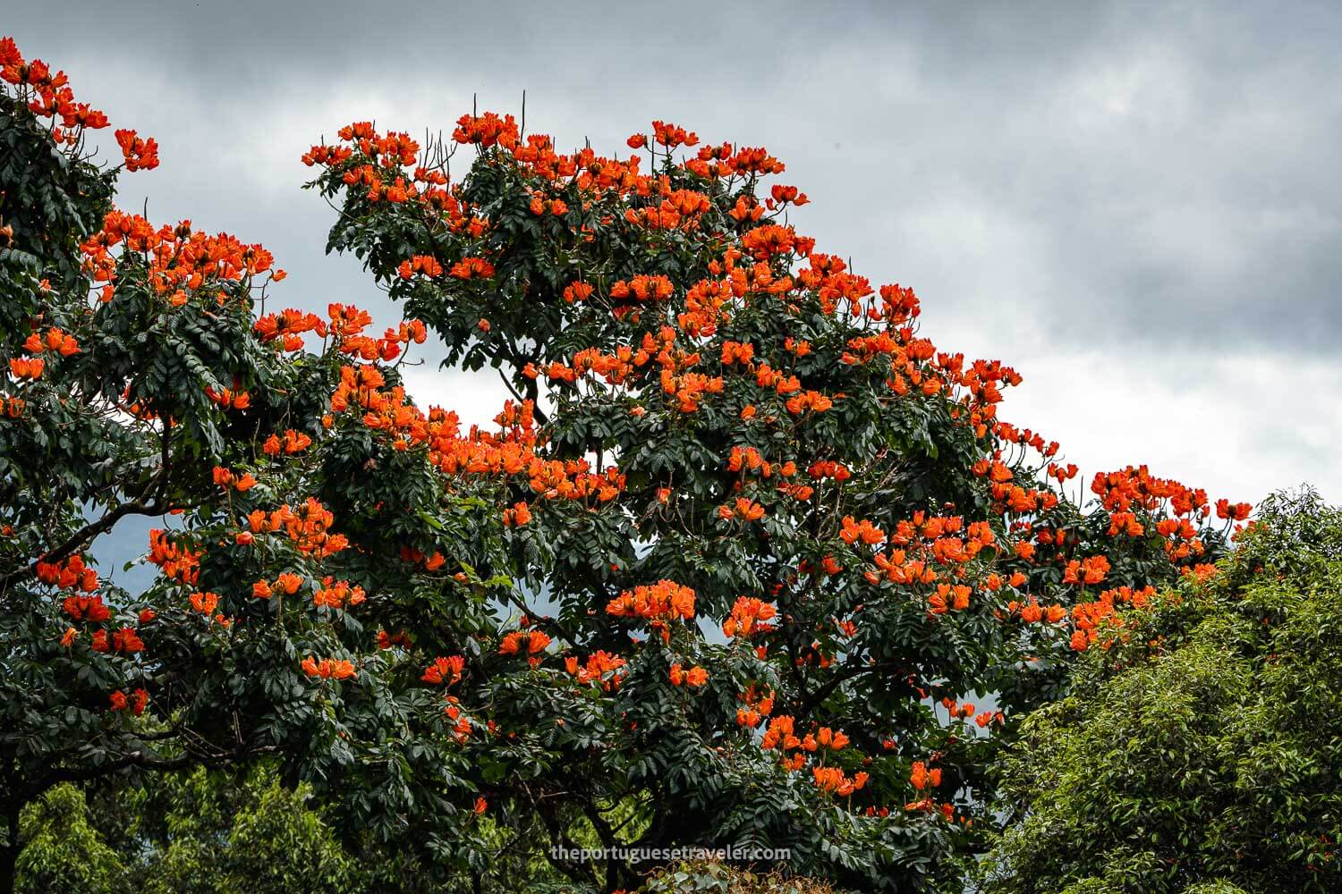 An African tulip tree, at the Sinharaja Forest Reserve