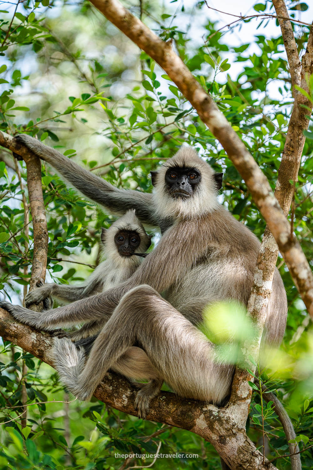 A family of Grey Langurs at the Yala National Park, on the road to the Sithulpawwa Temple