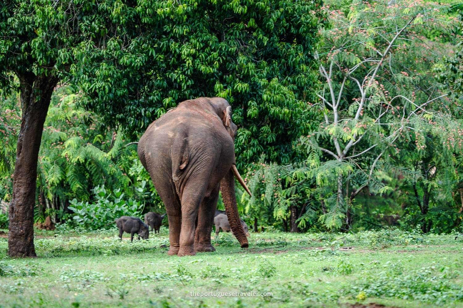 An elephant at the Sithulpawwa Temple