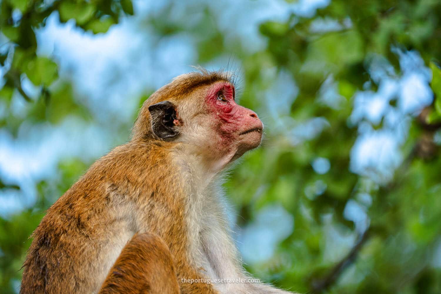 A Toque Macaque at Sithulpawwa Rock Temple, at the Yala National Park