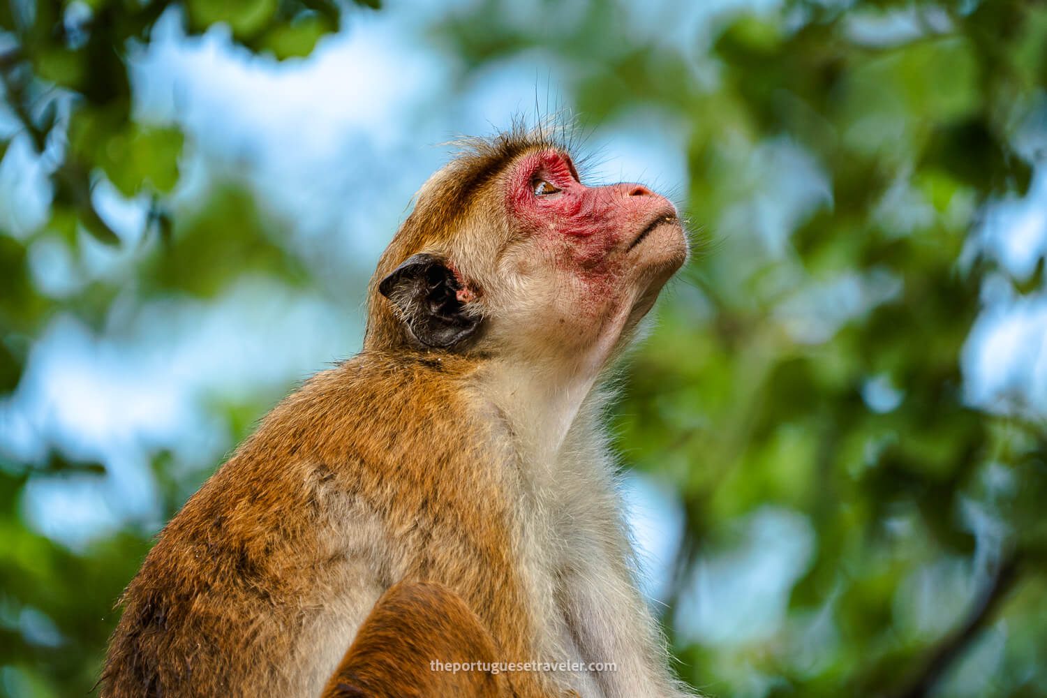 A Toque Macaque at the temple