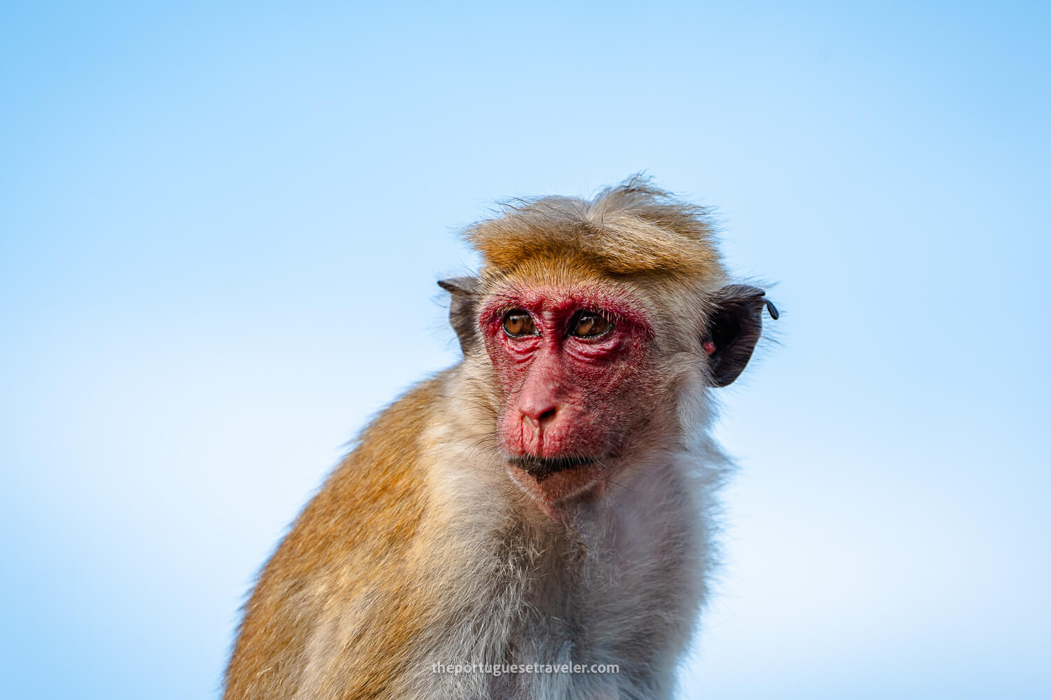 A Toque Macaque at the Sithulpawwa Rock Temple