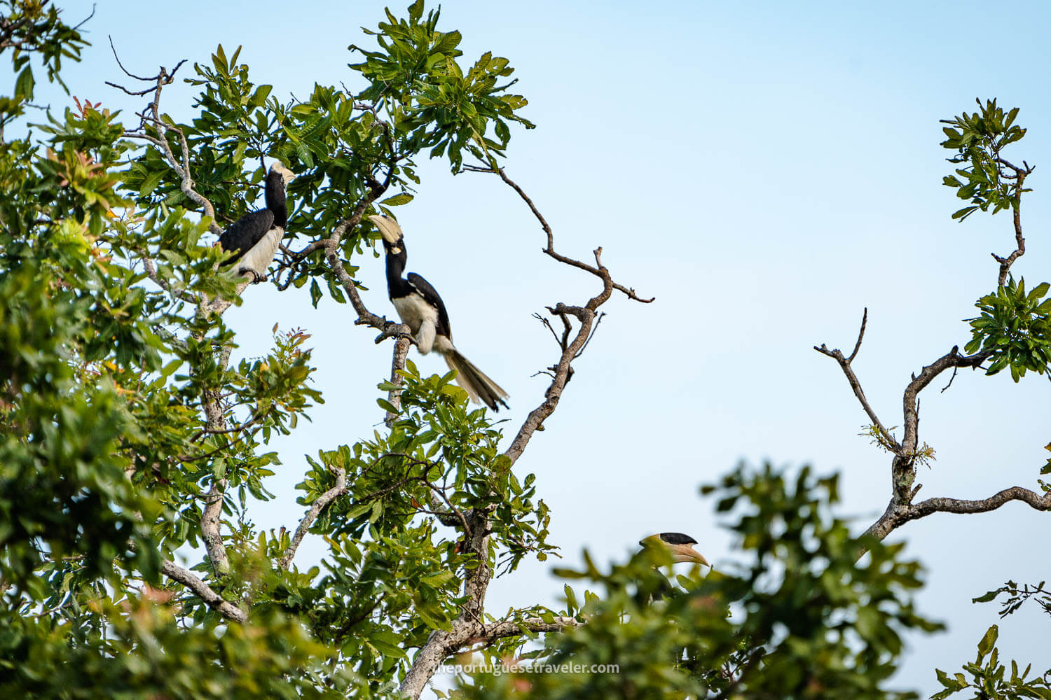 Malabar Pied Hornbill perched on a tree at the temple