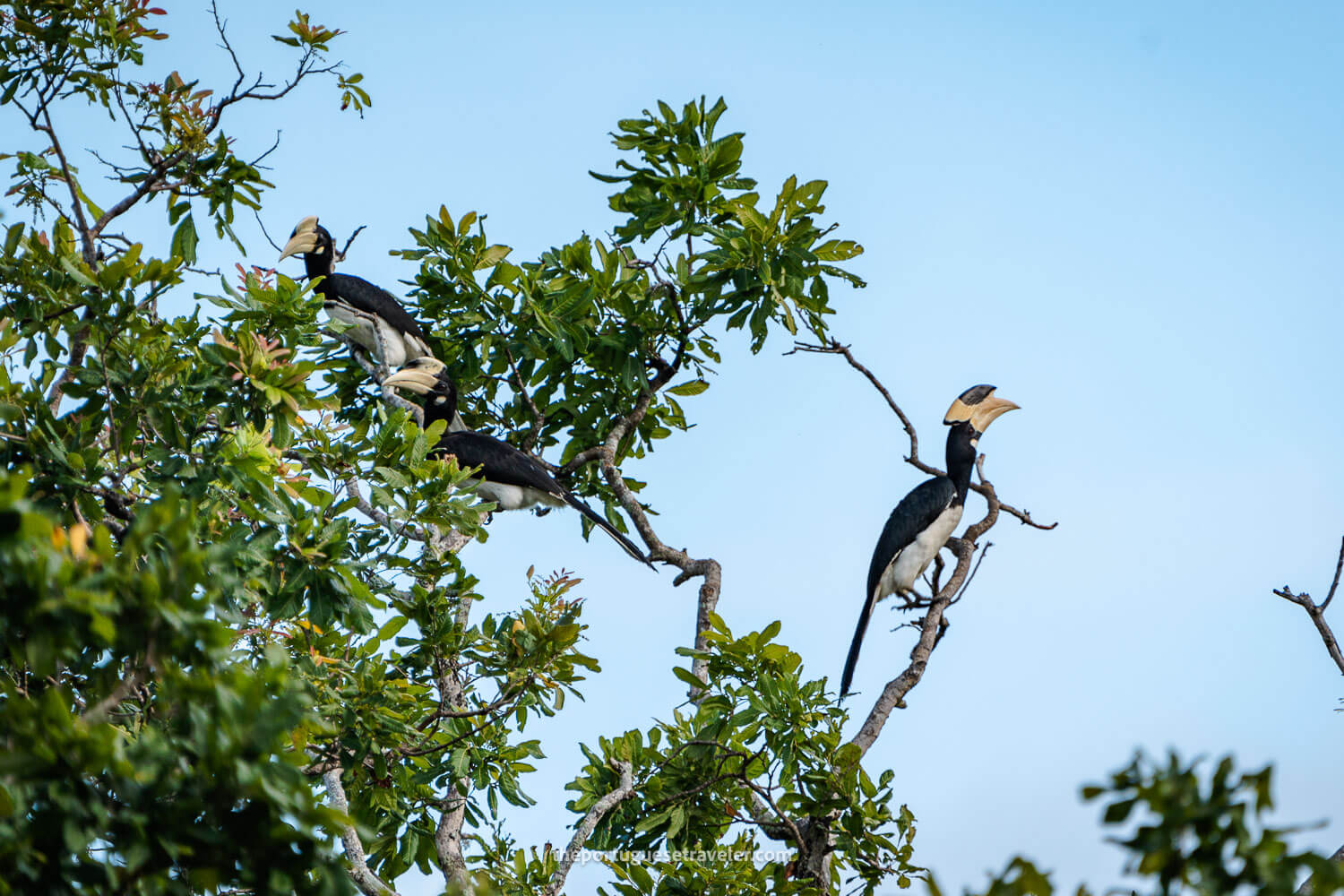 Malabar Pied Hornbill perched on a tree at the temple