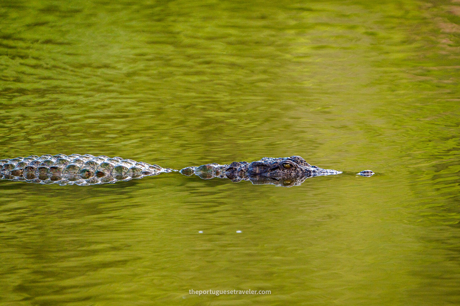 One of the crocodiles at this lake at the Sithulpawwa Rock Temple complex