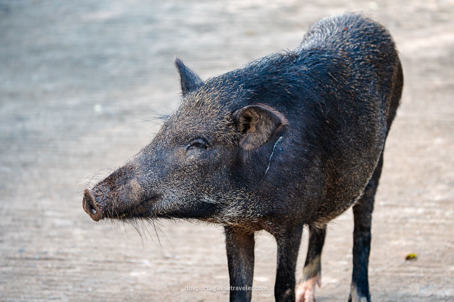 A wild boar near the shuttle