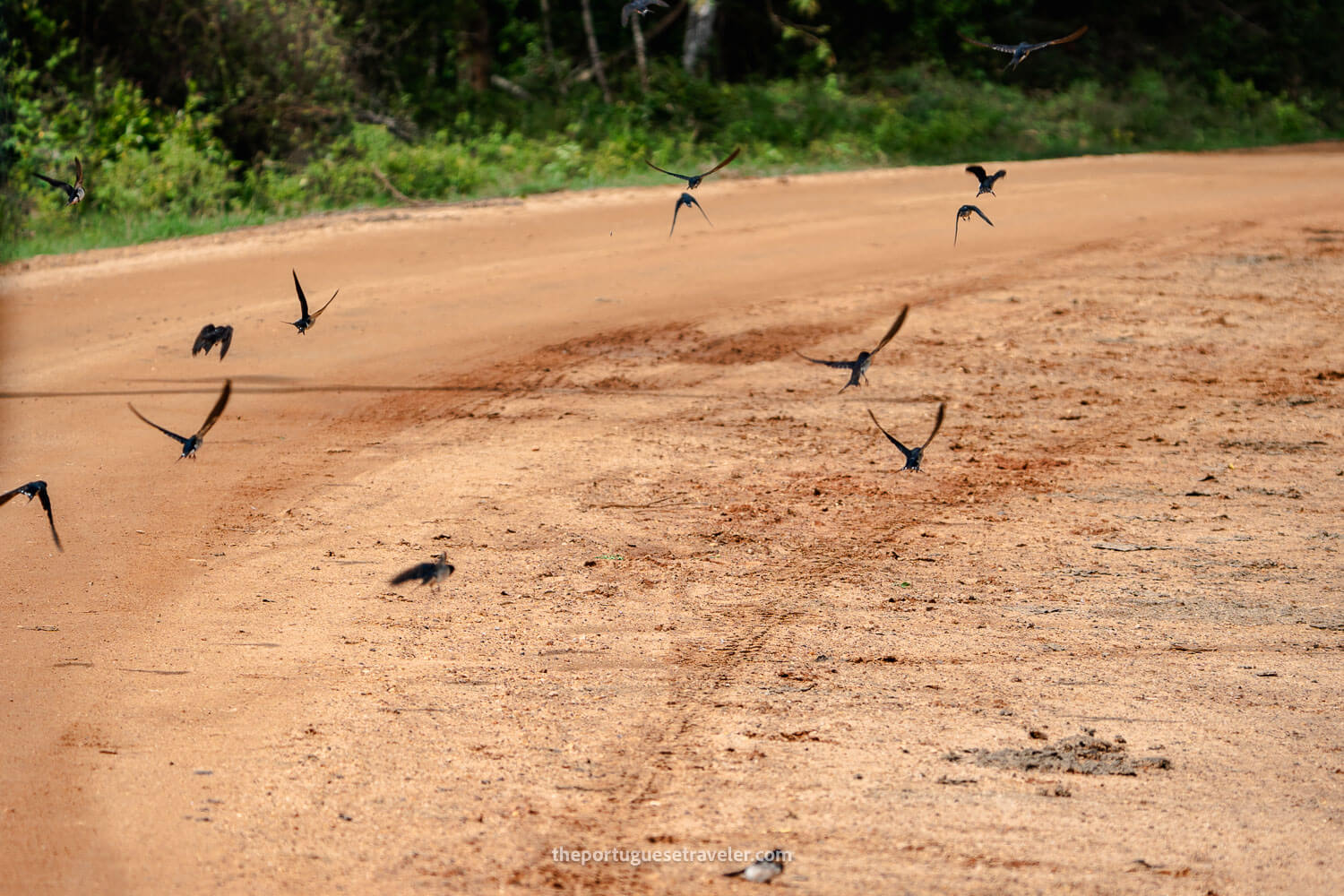 The swallows on the road to the temple