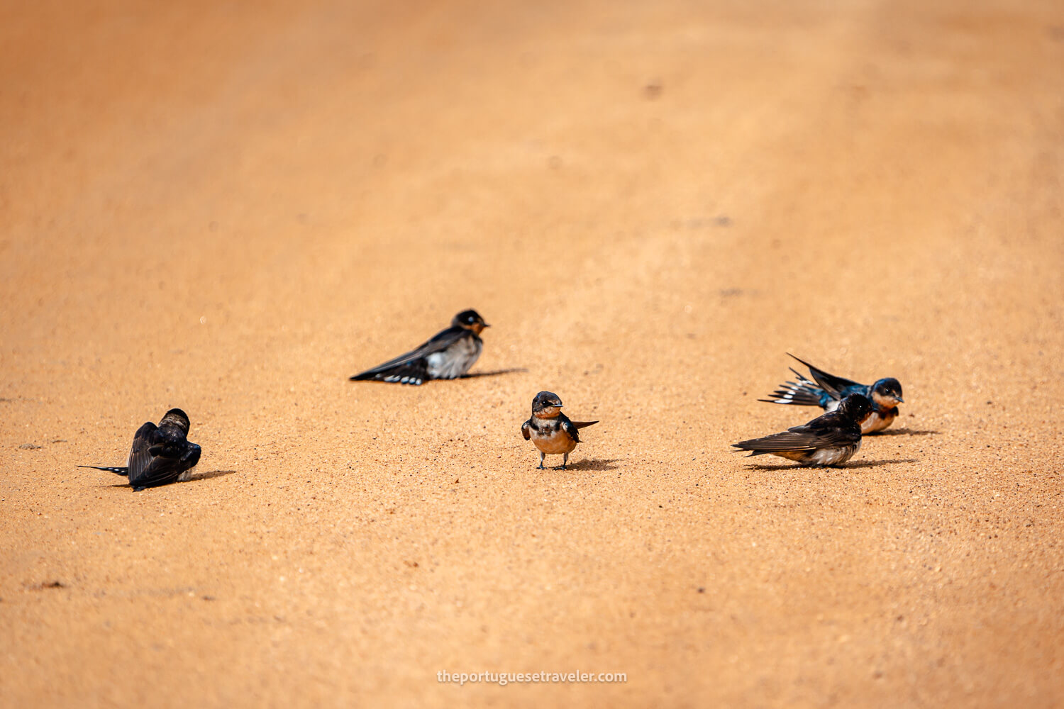 The Swallows on the way to the temple