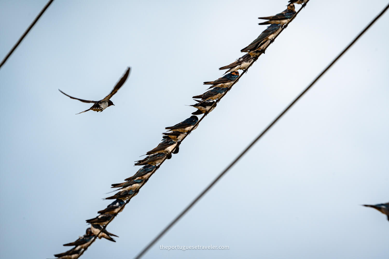 A flock of swallows on a cable on the road to the temple