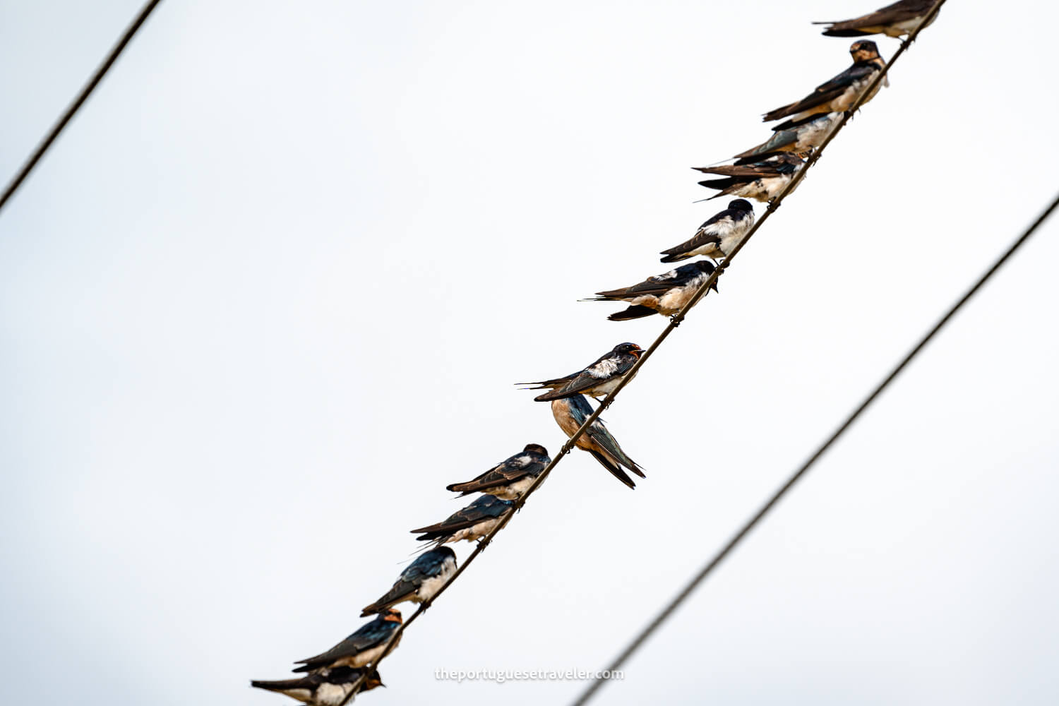 Barn Swallows at the Yala National Park