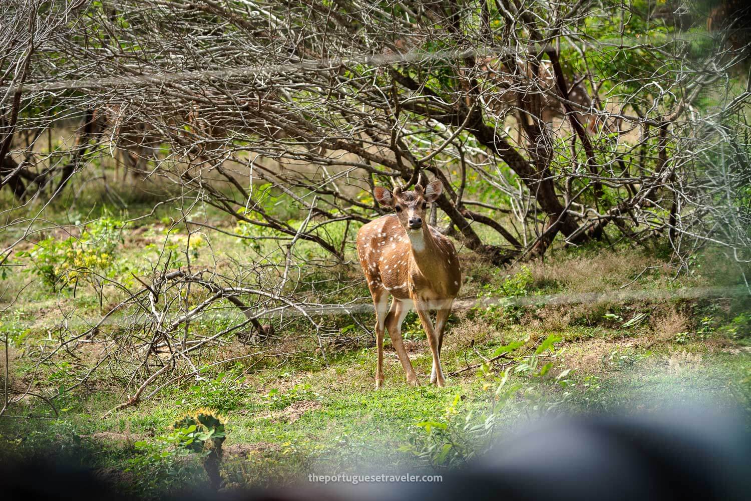 A deer on the road to the Sithulpawwa Temple