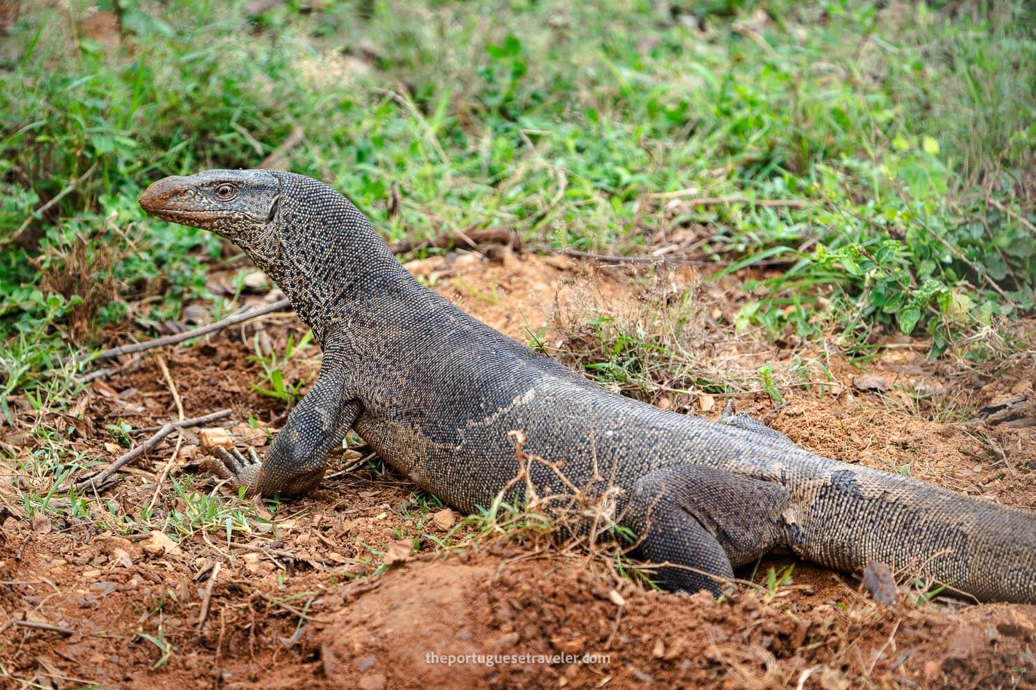 A Monitor Lizard on the road through Block 1 of Yala National Park to the Sithulpawa Rock Temple