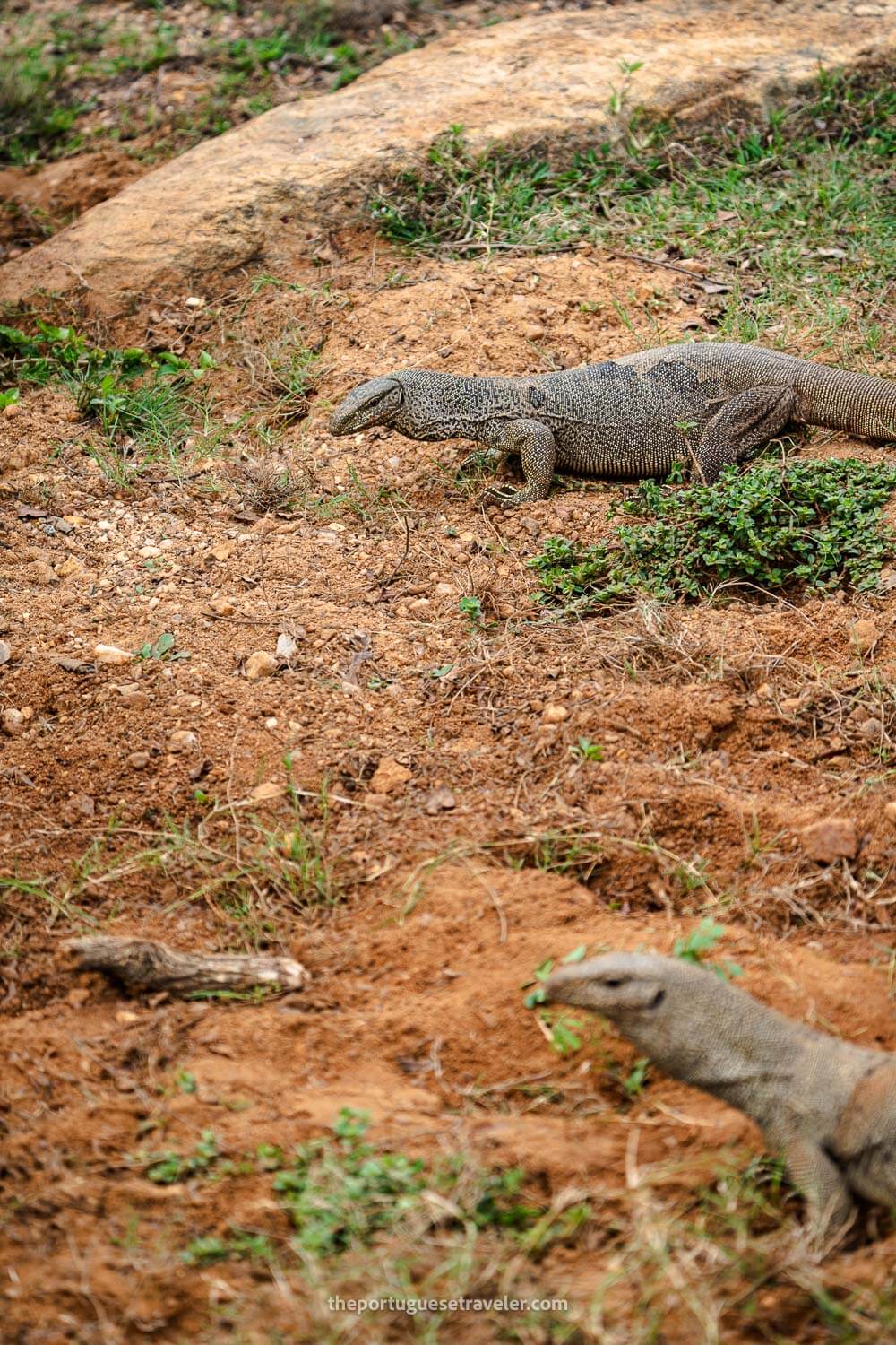 Two monitor lizards on the way to the temple