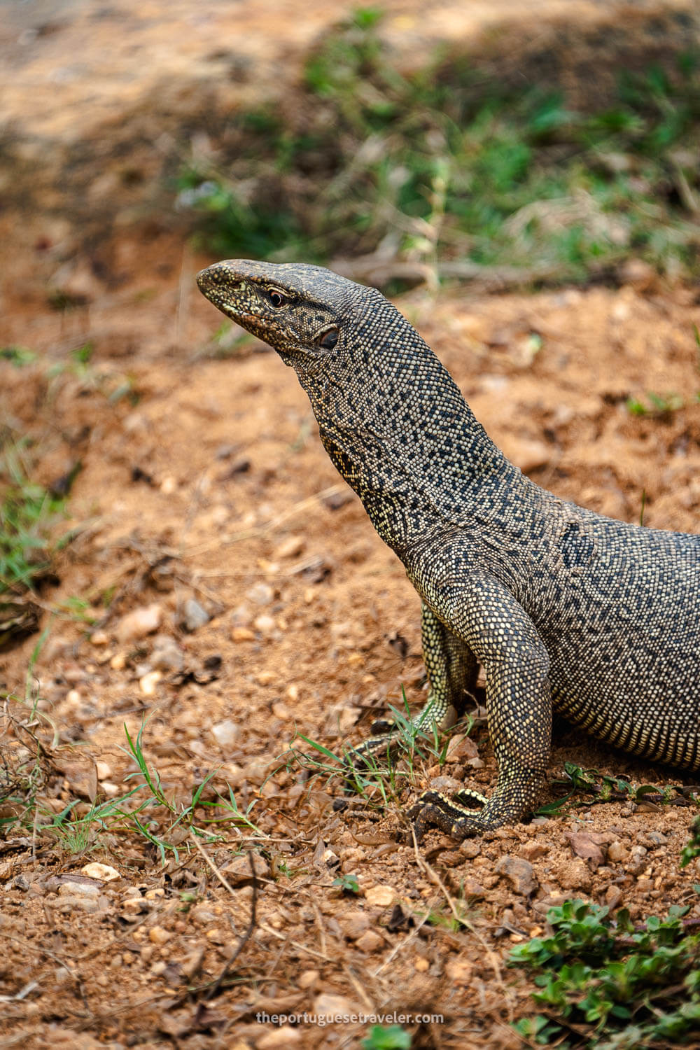 A monitor lizard on the road to the Sithulpawwa Rock Temple