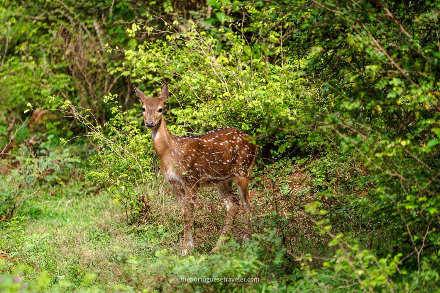 A deer on the road to Sithulpawwa