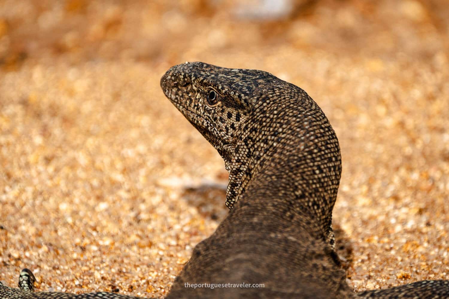 A Monitor Lizard, at the Yala National Park