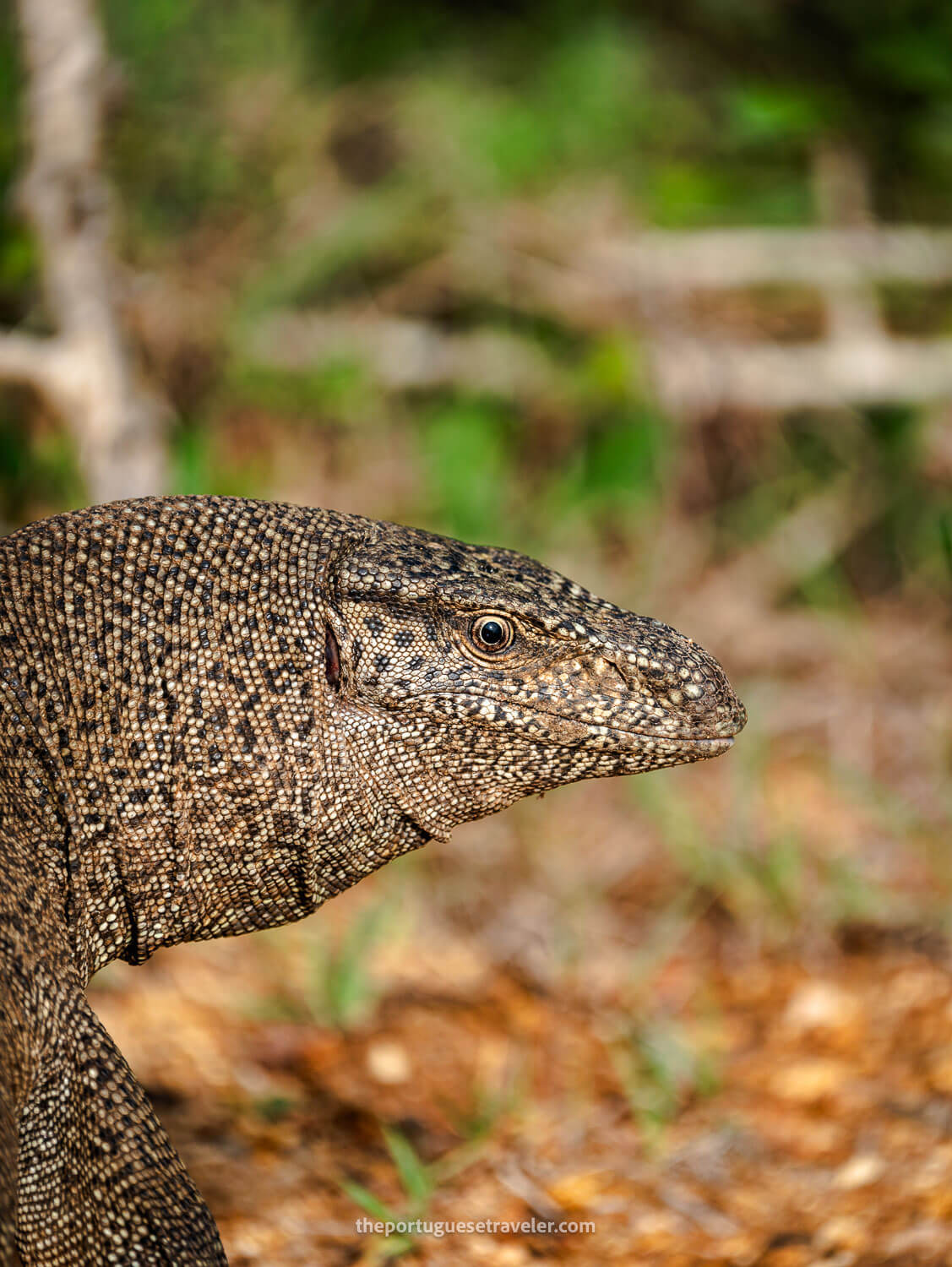 A Monitor Lizard at the Yala National Park