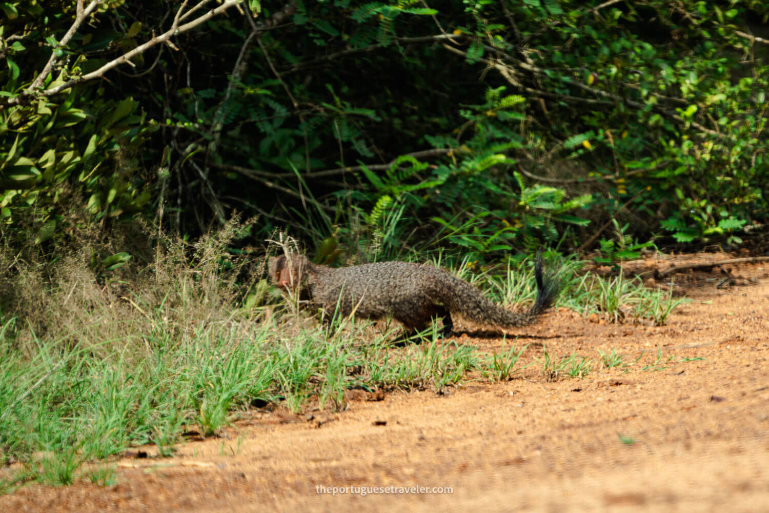 A mongoose at the Yala National Park