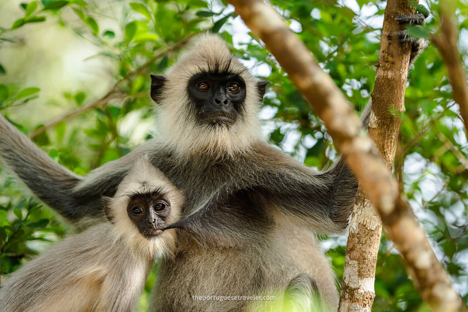 A Grey Langur family at the Yala National Park