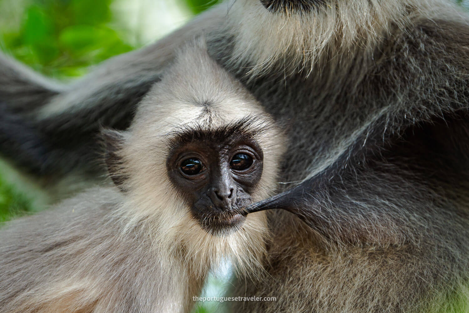 A Grey Langur having lunch