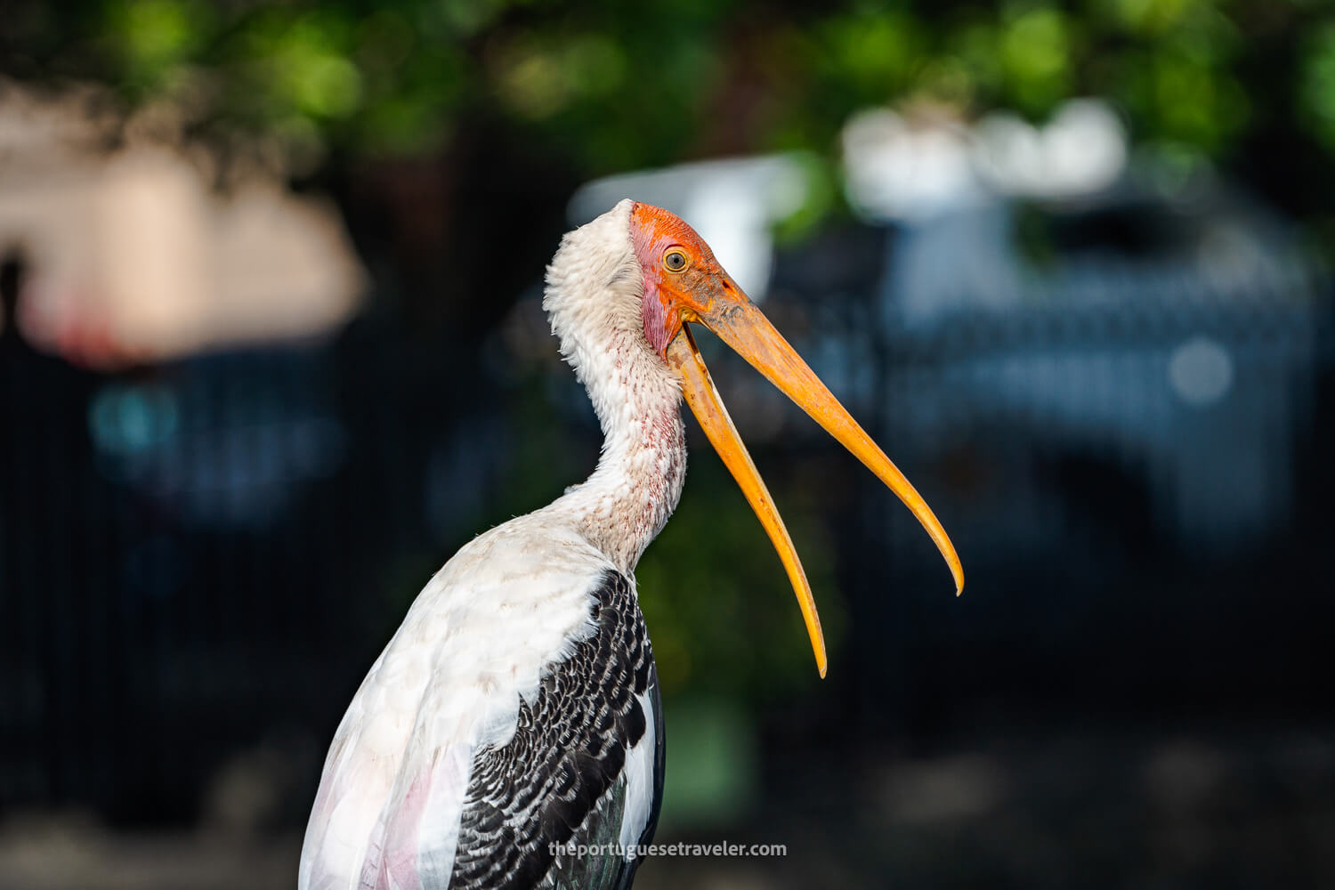 A Painted Stork in Colombo Sri Lanka