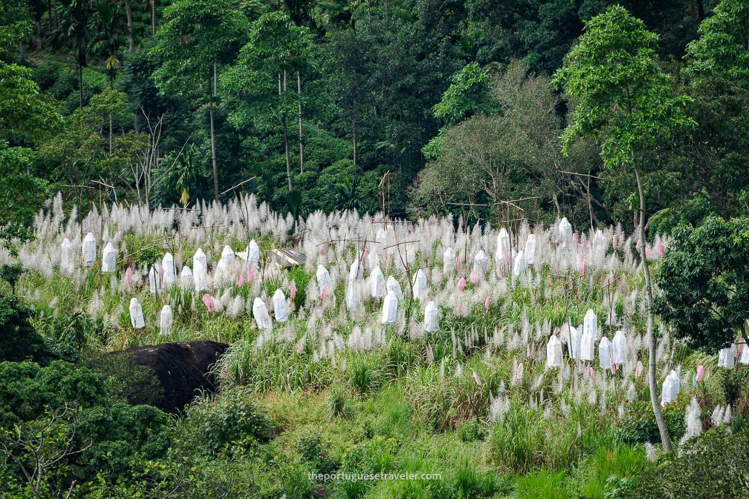 A sugar cane plantation in Sri Lanka