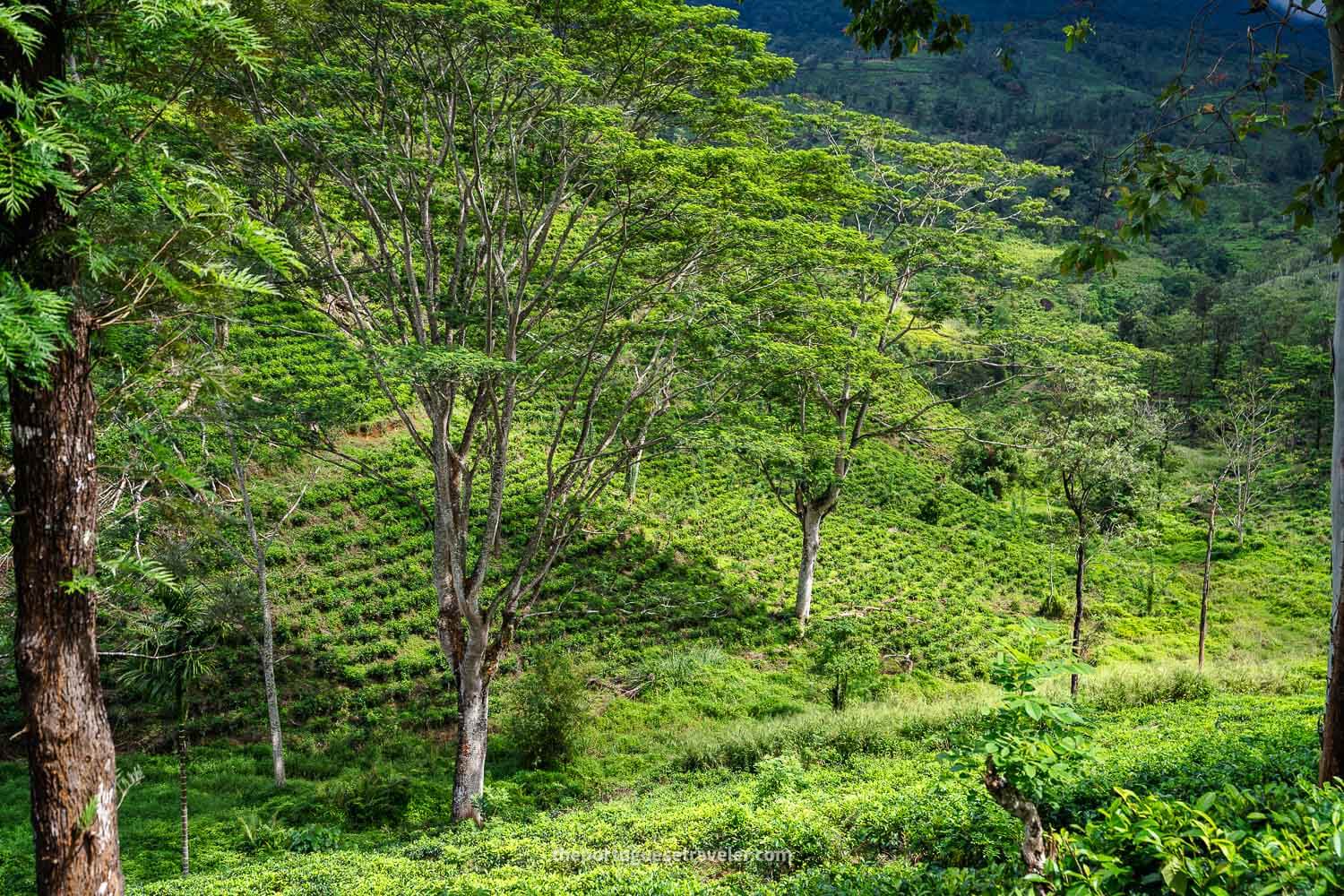 A tea plantation next to the Sinharaja Forest Reserve