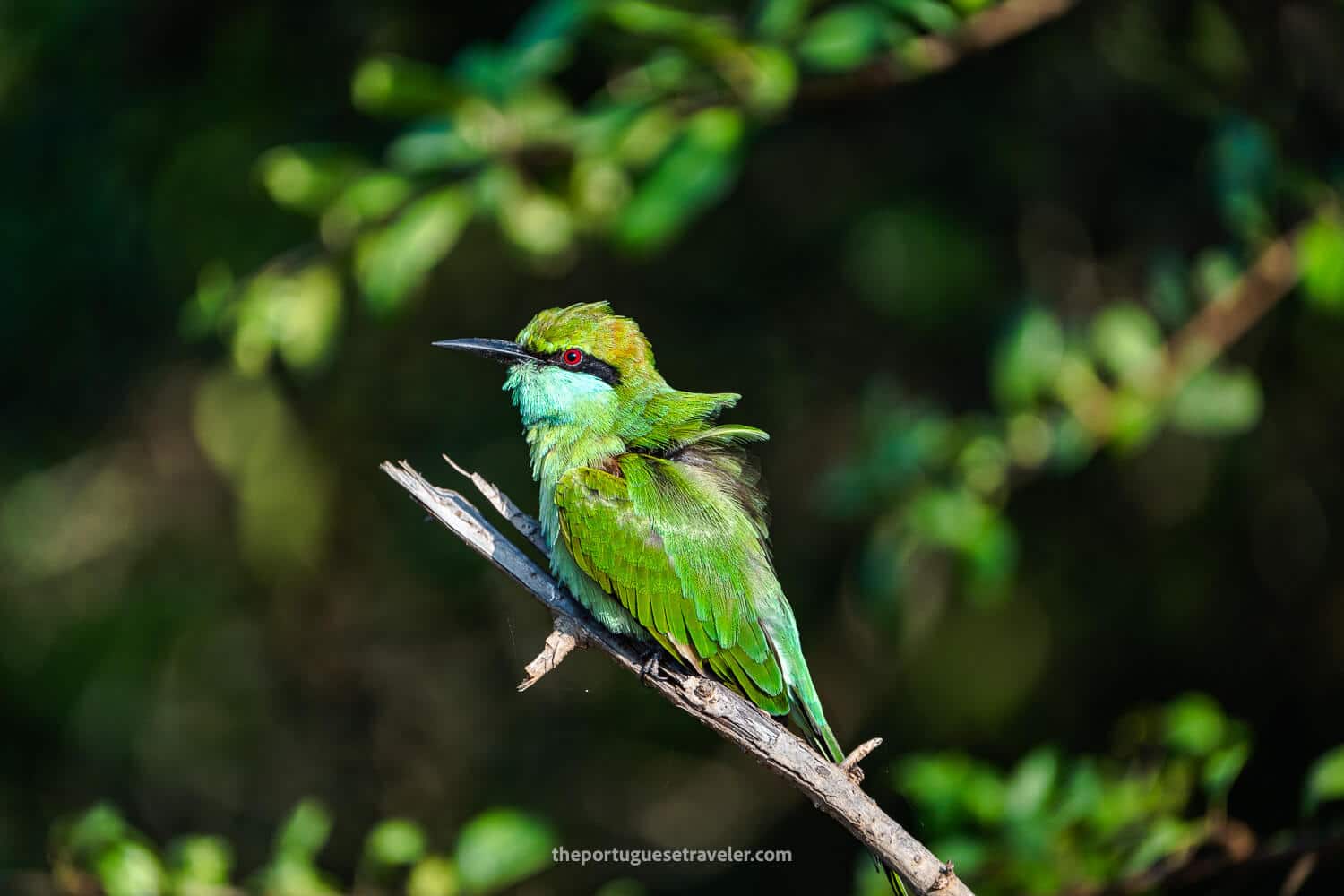 An Asian green bee-eater, at the Yala National Park