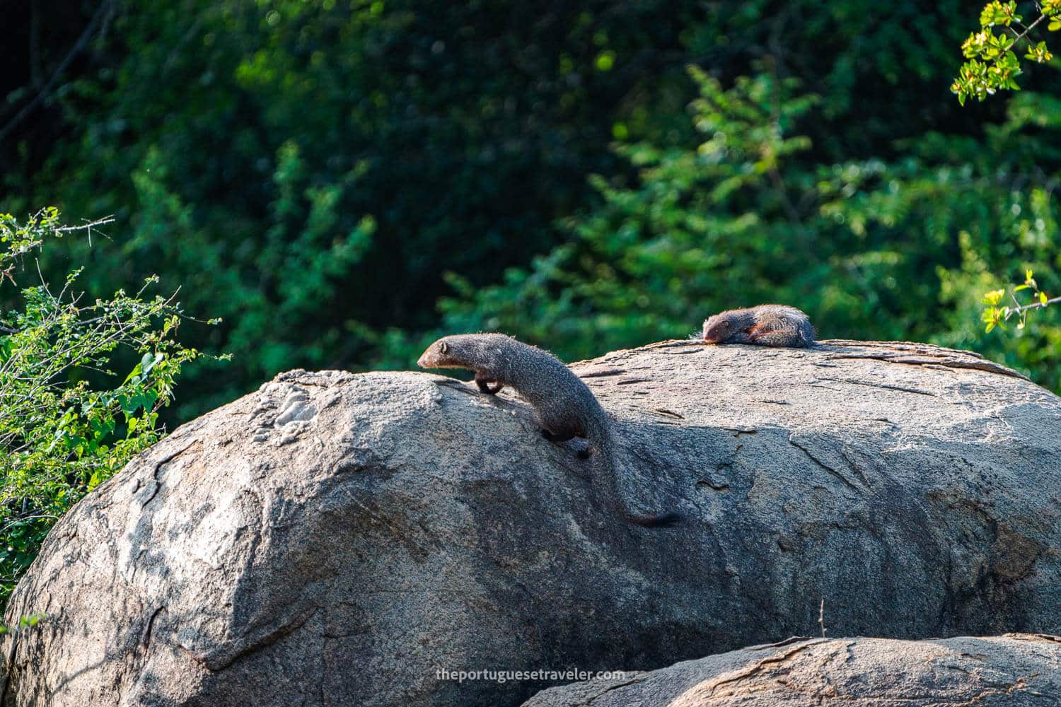 Mongoose in Yala National Park