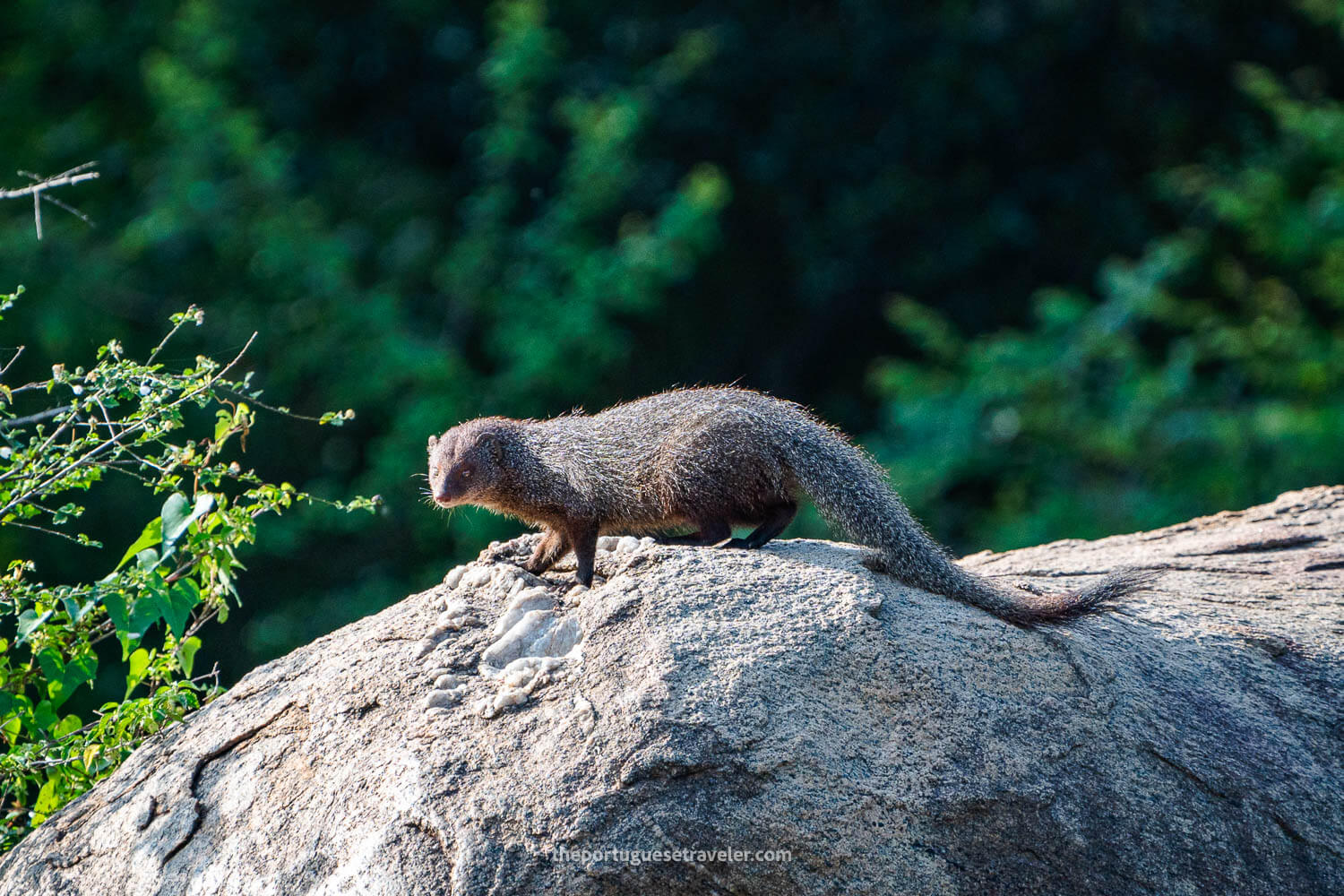 A Mongoose, at the Yala National Park