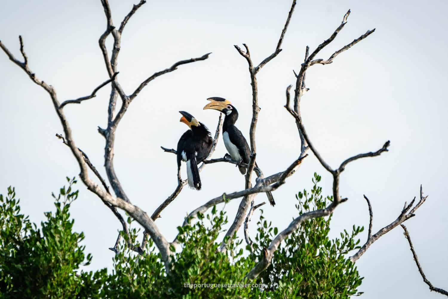 Two Malabar Pied Horbills at the Yala National Park in Sri Lanka