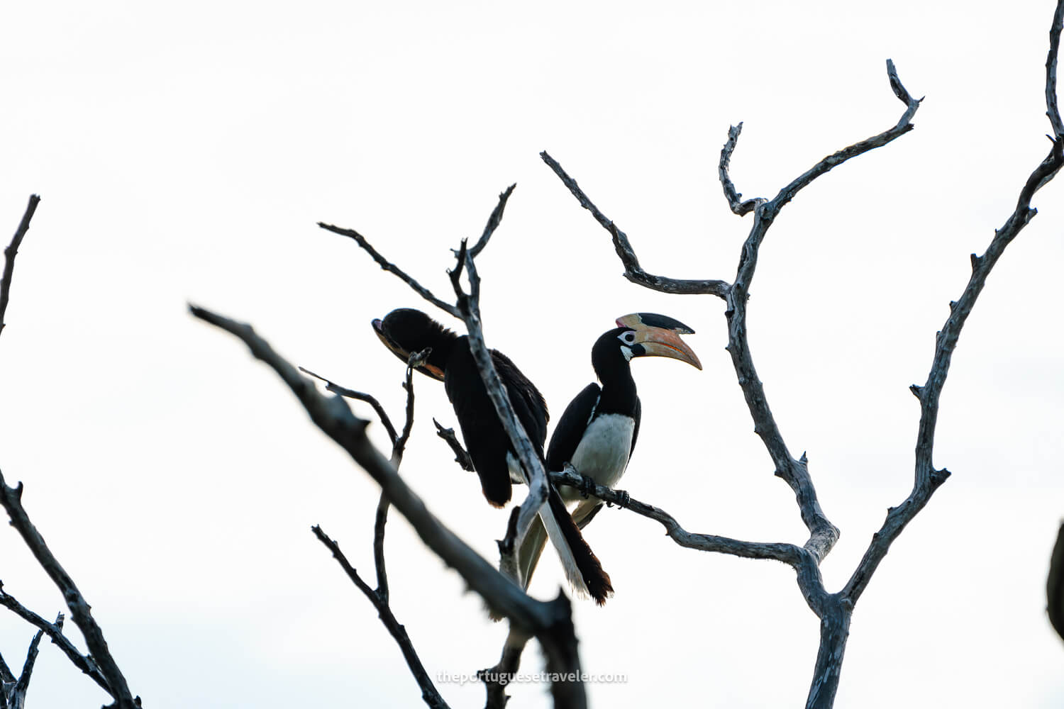 Two Malabar Pied Hornbills, at the Yala National Park