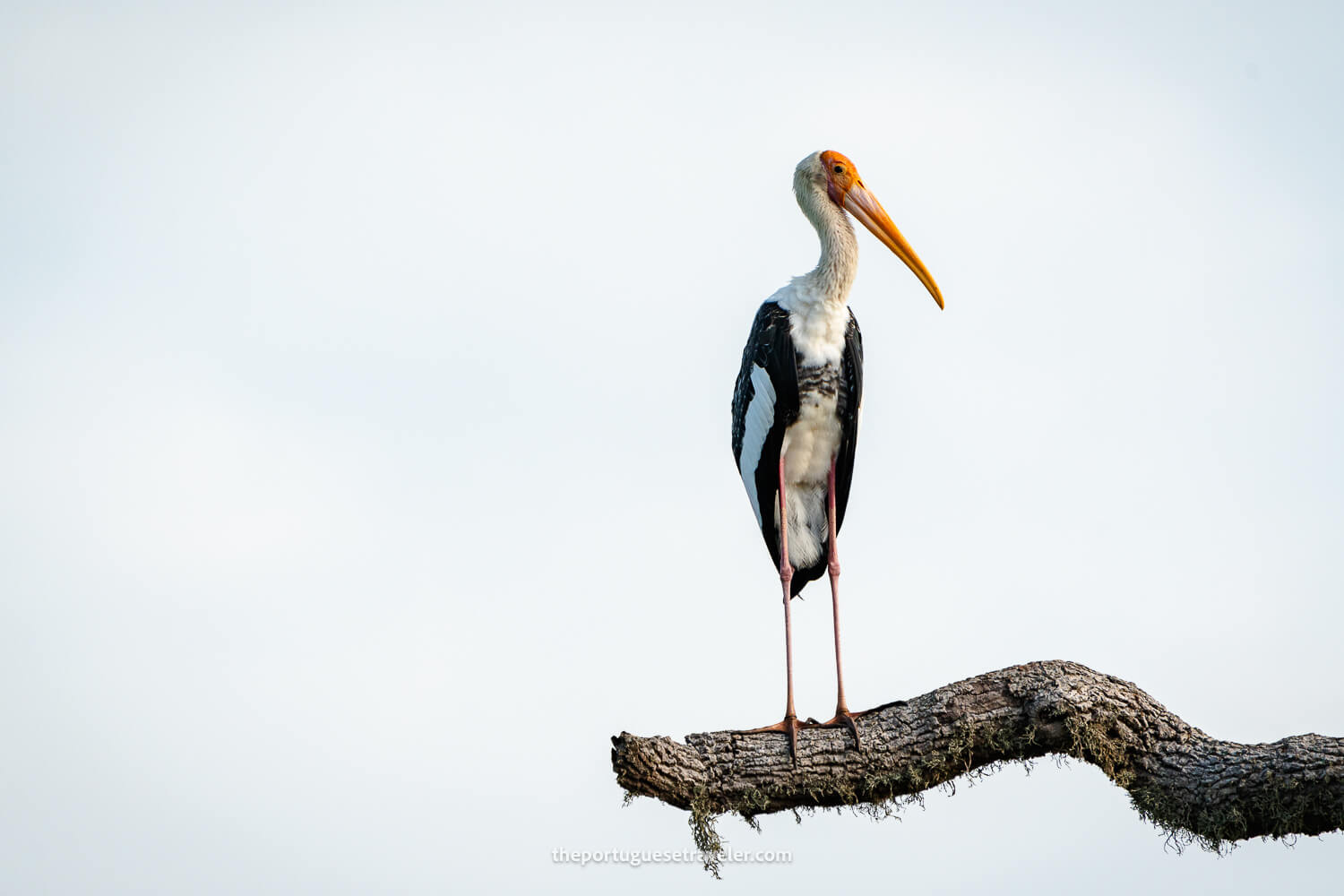 A Painted Stork at the Yala National Park