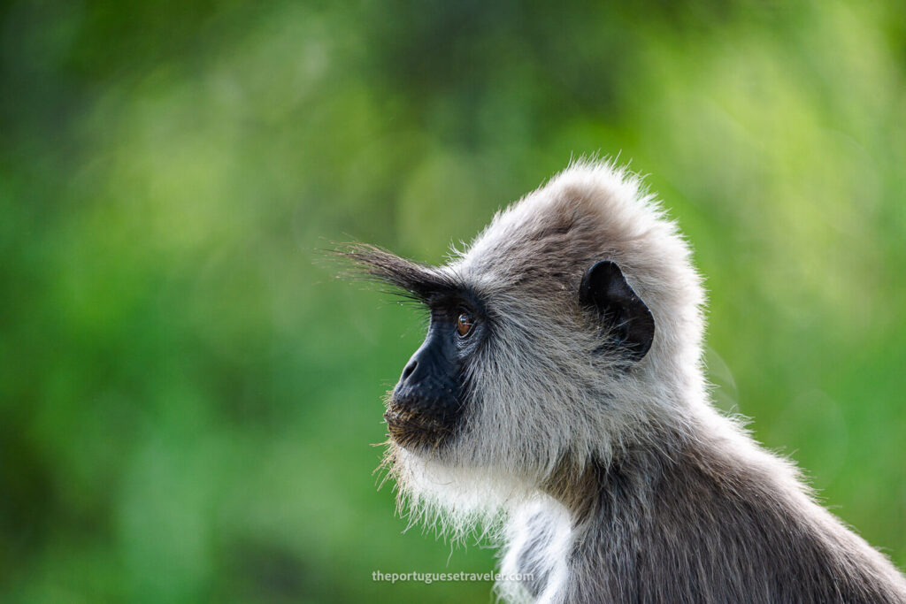 A Gray Langur inside the Yala National Park