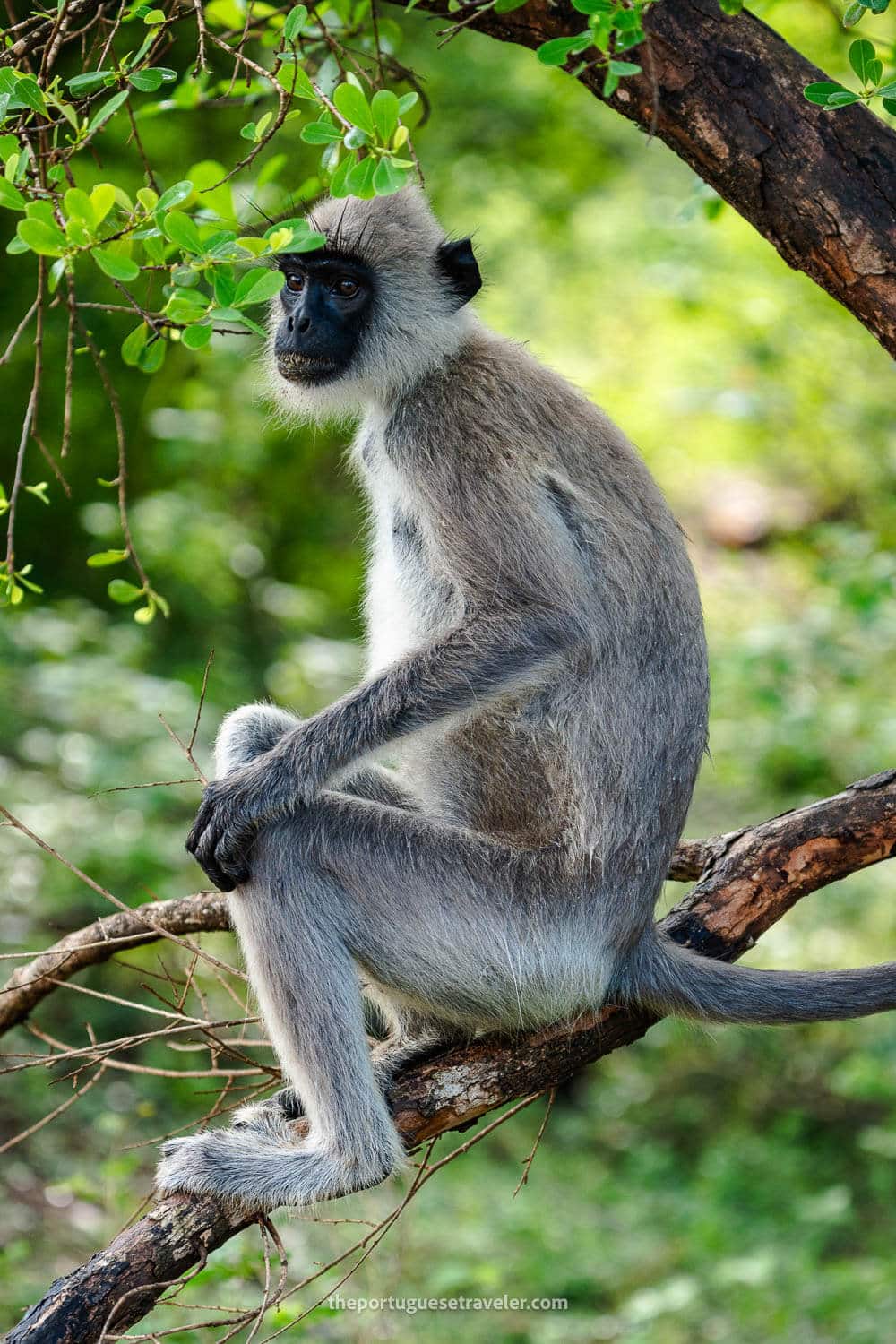 A Gray Langur inside the Yala National Park