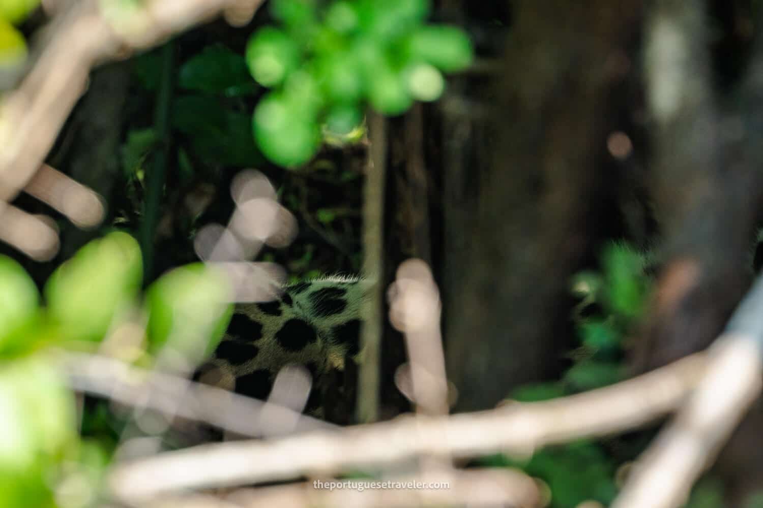 What we could see of the Leopard in Yala National Park
