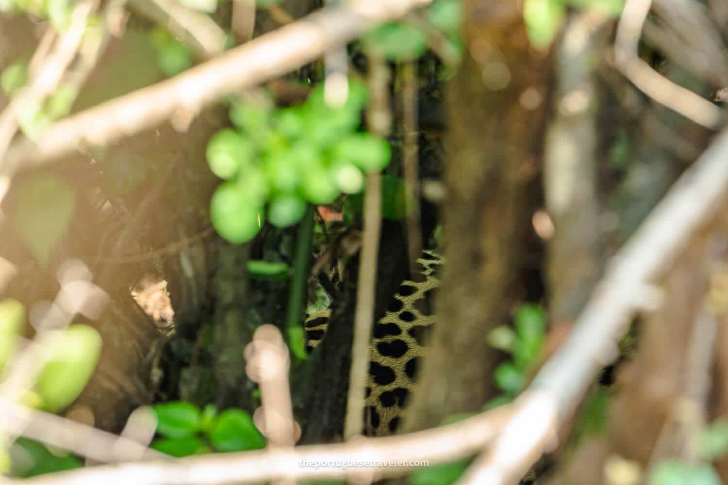 A Leopard at the Yala National Park