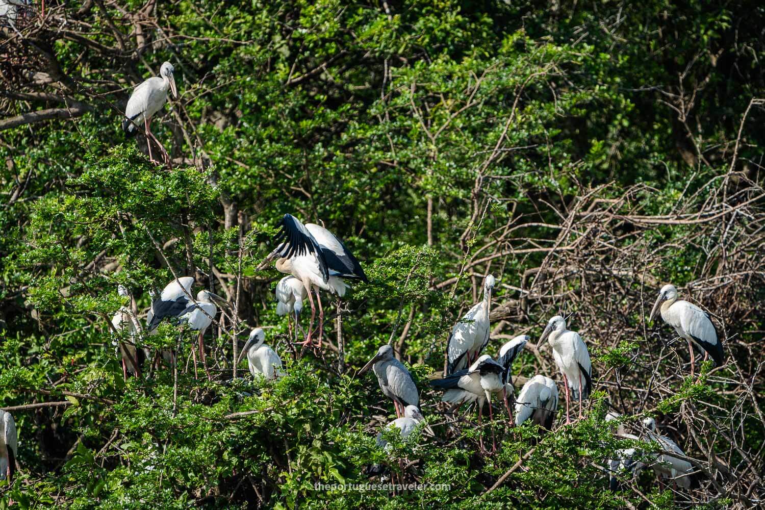 The Tree full with Asian Openbills, at the Yala National Park