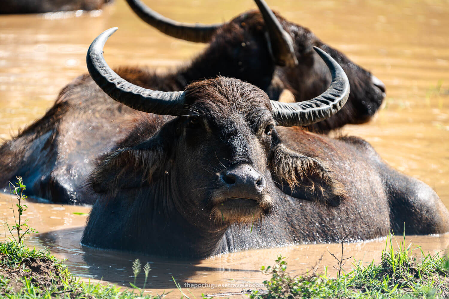 A Water Buffalo at the Yala National Park