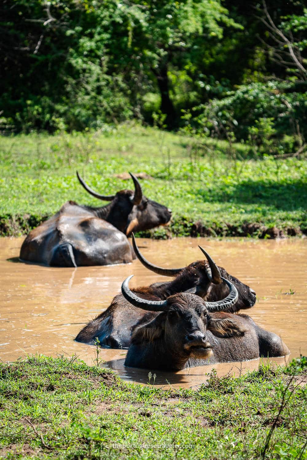 Water Buffalos in Yala National Park