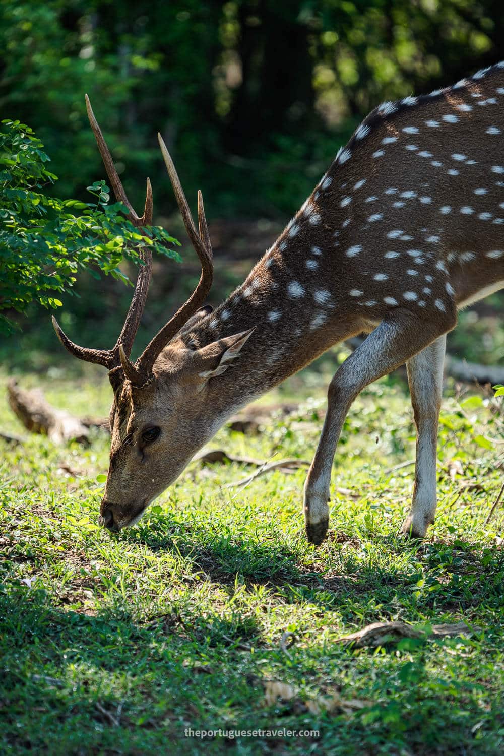 A Ceylon spotted deer, at the Yala National Park