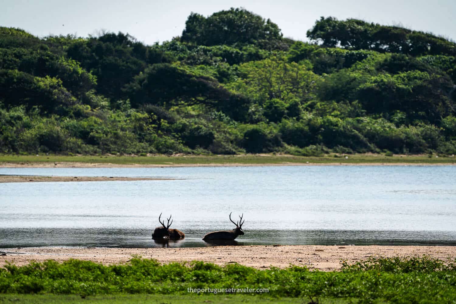 Two deers in a pond in Yala National Park